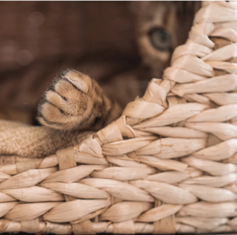 Wicker Boho-chic Cat Tree with Cattail Woven Nest