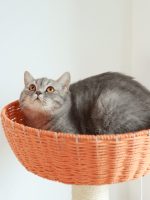 A cat is perching at this woven basket.