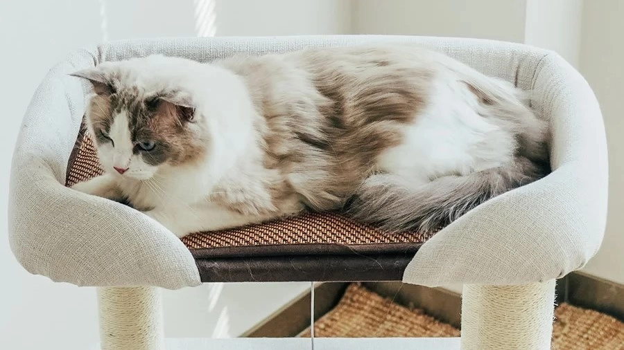 A cat is perching on this small modern cat tree.