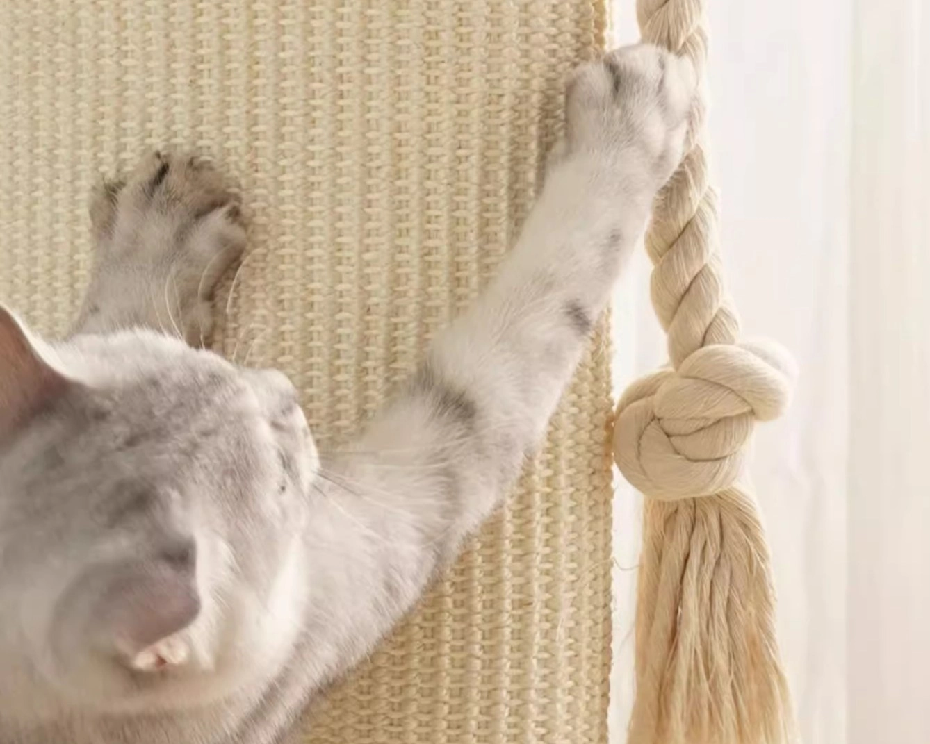 A cat is playing with the rope toy.