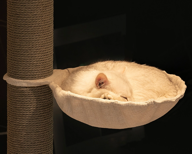 Large Wooden Cat Condo for Multi Cats - Comfy hammock