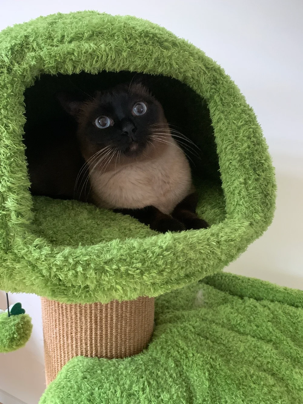 Reviews of Mushroom Cat Tree