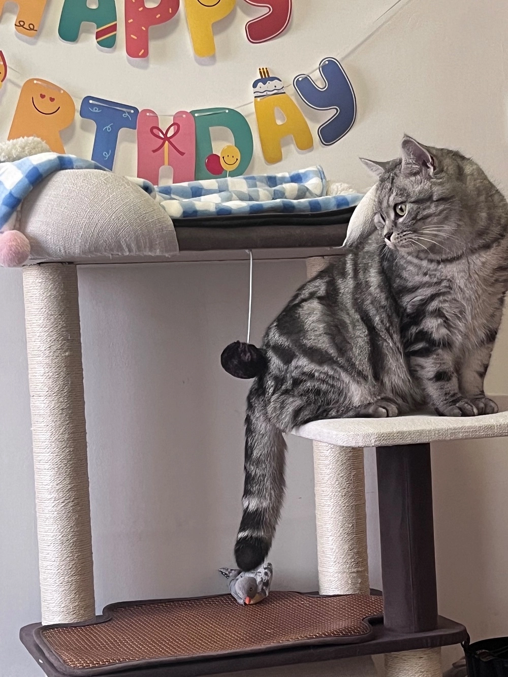 Reviews of Simple Modern Cat Tower with Large Perch