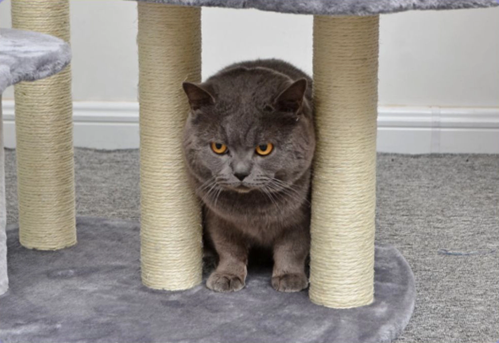 Sisal post - Large Grey Color Carpet Cat Tower