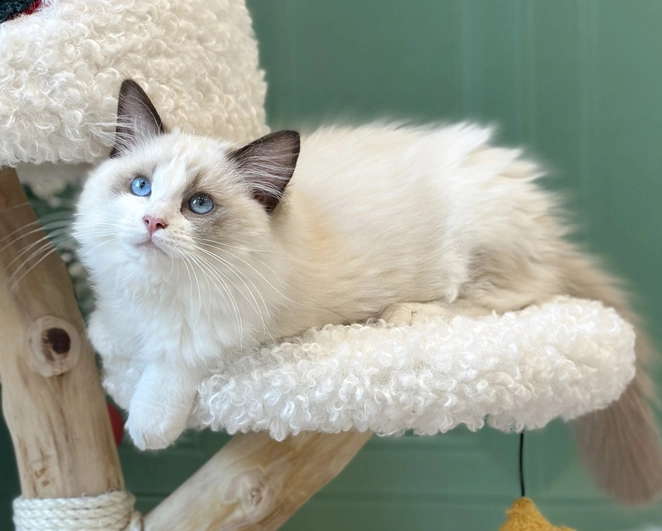 A cat is perching on this Christmas cat tree