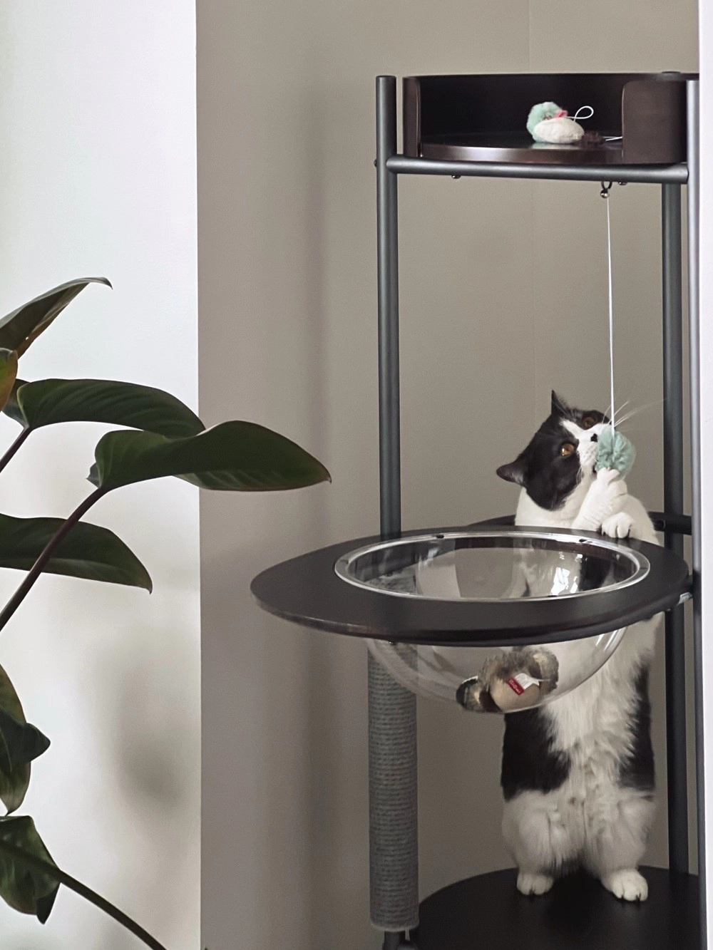 A cat is playing with the ball toy on the gray simple cat tree.