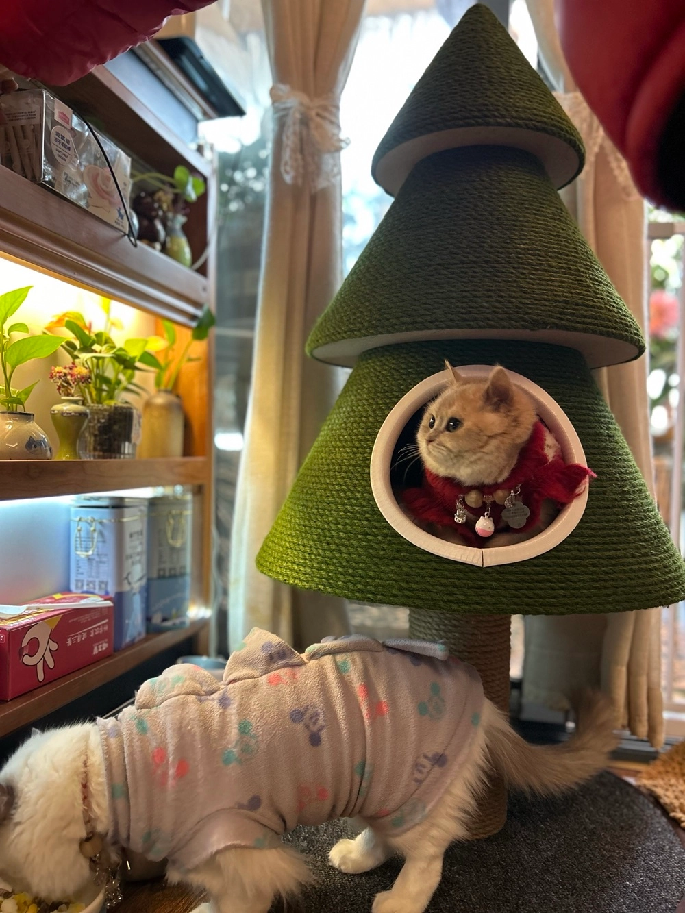 A cat is playing with this Christmas cat tree.