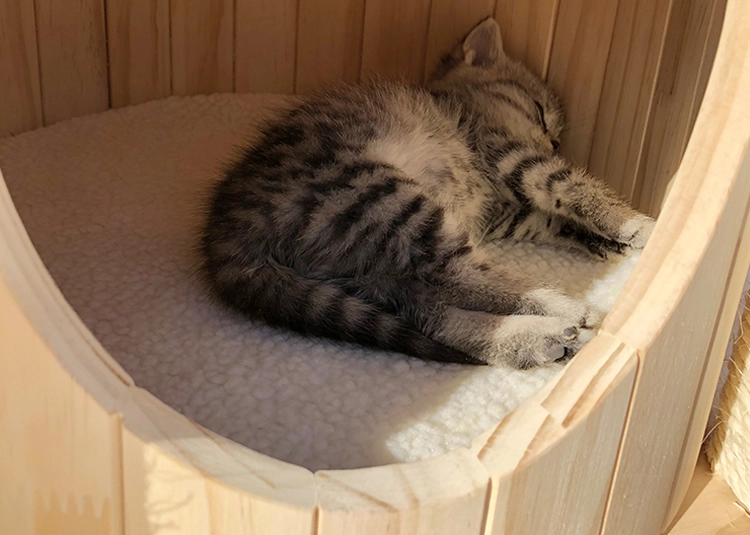 Cat Tree with A Solid Wood Condo - Solid wood condo detail