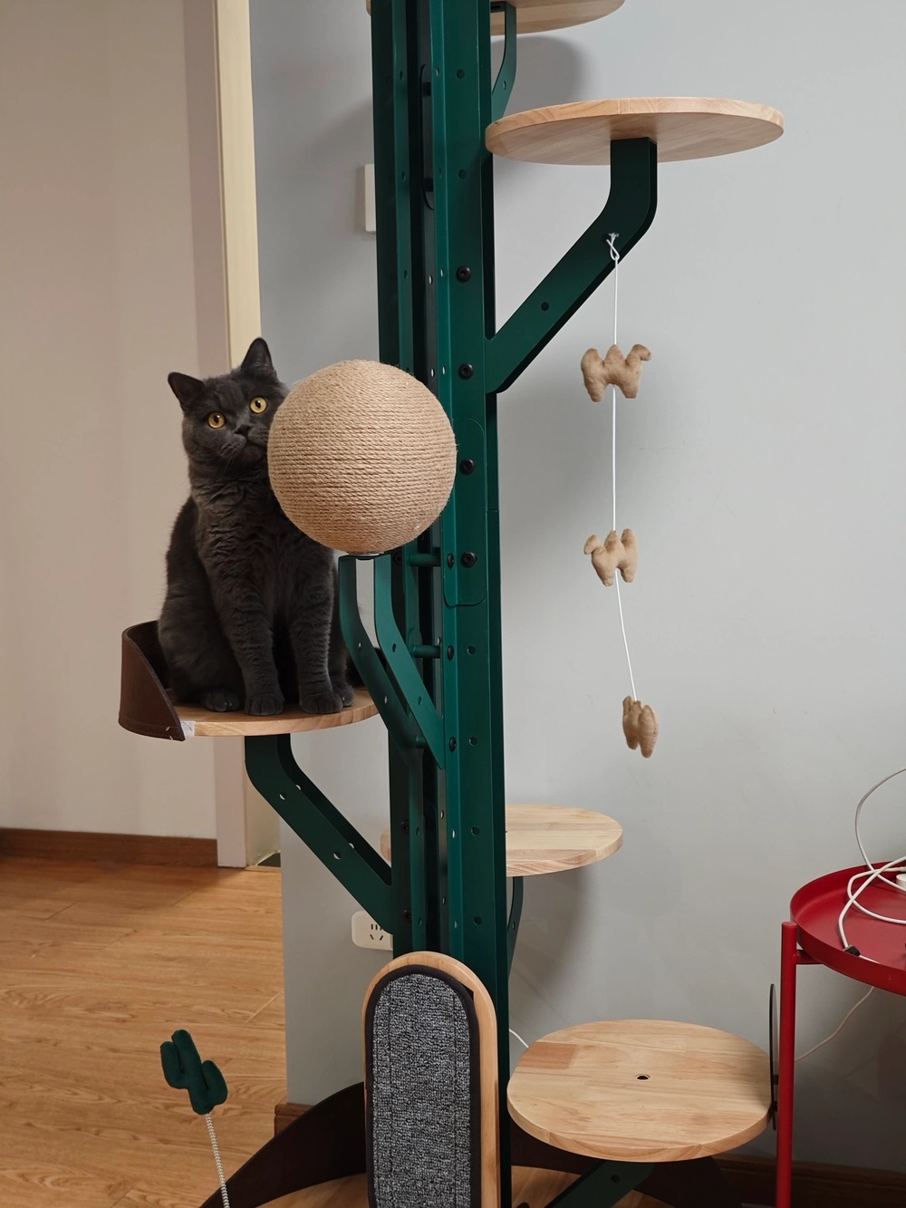 Cats play with this large cactus steel cat tree.