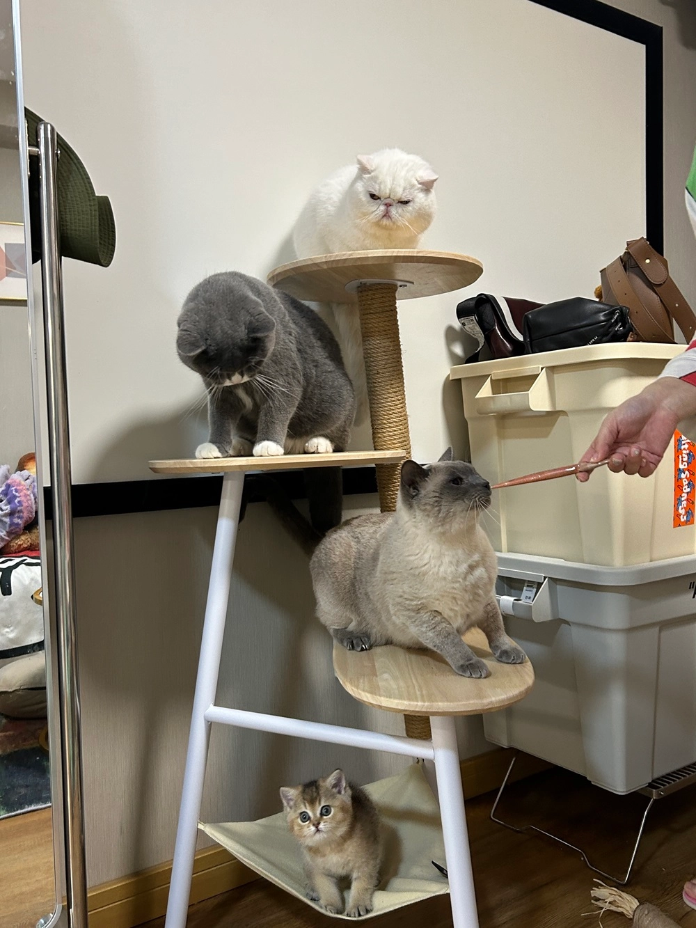 Cats stand on this modern steel cat tower.