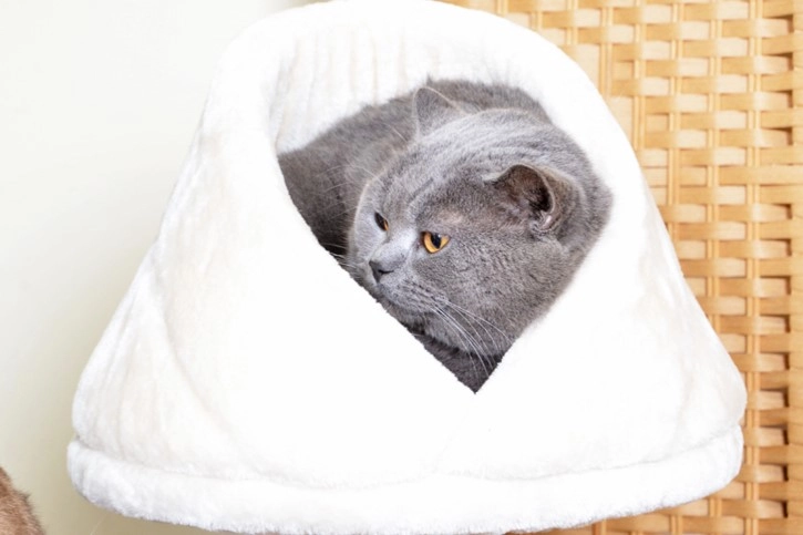 Large Flower Carpeted Cat Tree - Flower bud shape perch