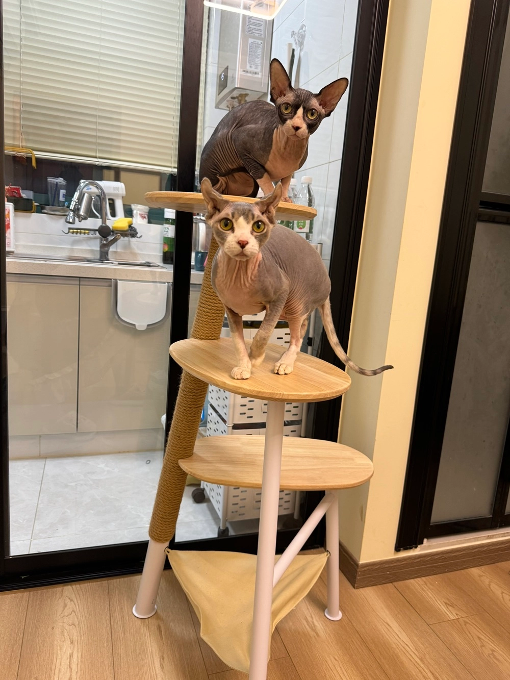 Two Sphynx cats stand on the modern steel cat tower.