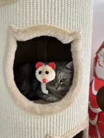 Scratching Barrel Cat Condo with a Cushion Nest