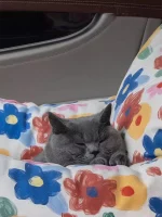 Car Seat Flower Travel Sofa Bed for Cat